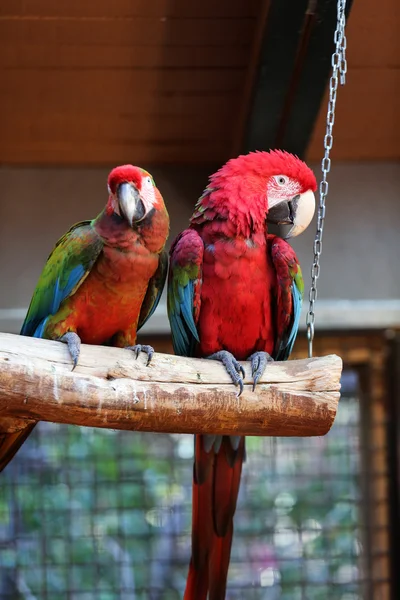 Günlük üzerinde oturan renkli çift Amerika papağanı. — Stok fotoğraf