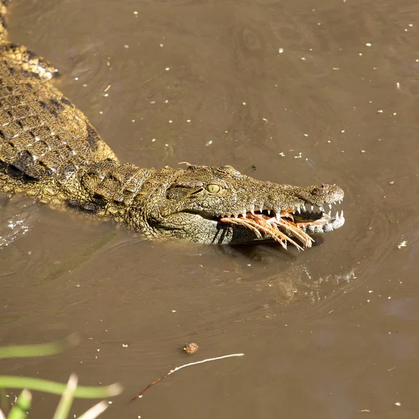 Een gevaarlijke krokodil in Oasis Park op Fuerteventura, Canarische eilanden — Stockfoto