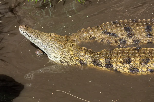 Az Oasis Park, Fuerteventura, Kanári-szigetek egy veszélyes krokodil — Stock Fotó