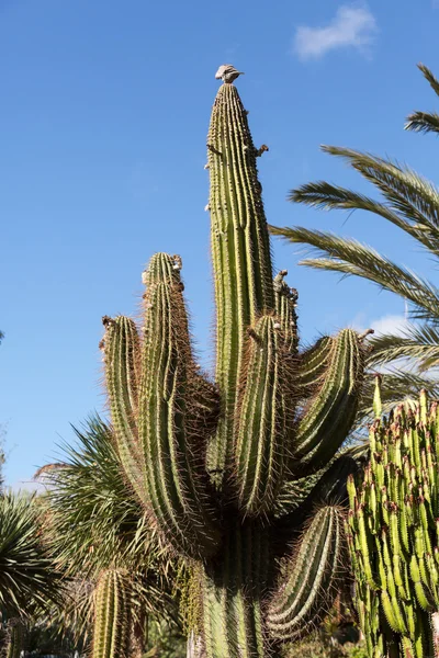 Óriás orgonasíp kaktusz, Fuerteventura, Kanári-szigetek, Spanyolország — Stock Fotó