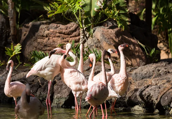 Nice pink big bird Greater Flamingo, Phoenicopterus ruber — Stock Photo, Image