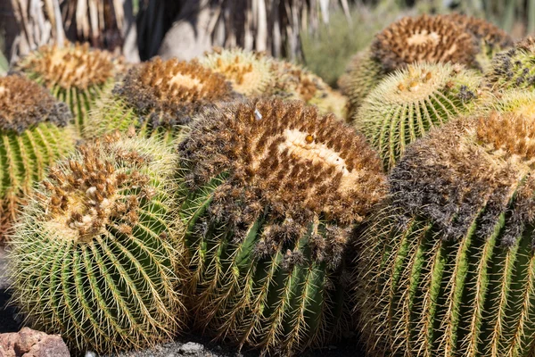 Echinocactus grusonii, popularmente conocido como el Cactus de barril de oro, bola de oro o, curiosamente, cojín de la suegra , — Foto de Stock