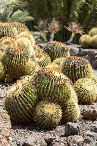 Echinocactus grusonii, popularmente conocido como el Cactus de barril de oro, bola de oro o, curiosamente, cojín de la suegra , —  Fotos de Stock