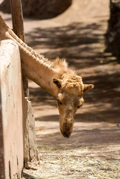 The portrait of Camels on the farm — Stock Photo, Image