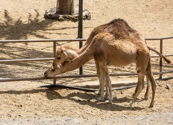 Die Kamelherde auf dem Bauernhof — Stockfoto