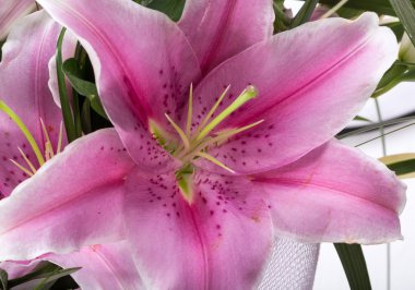 Pembe zambak çiçeğine yaklaş