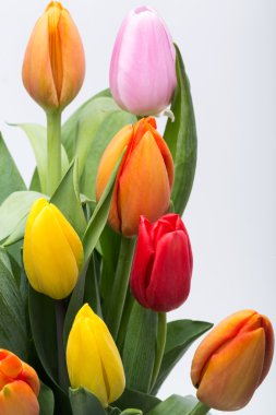 renkli taze bahar Lale çiçek buketi