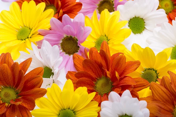 Das Hintergrundbild der bunten Chrysanthemenblumen — Stockfoto