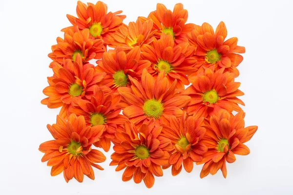 Close up of the orange chrysanthemum flowers — Stock Photo, Image