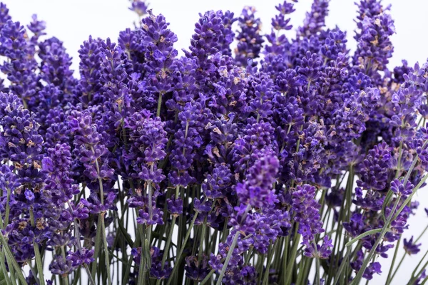 Närbild av lavendel blommor — Stockfoto