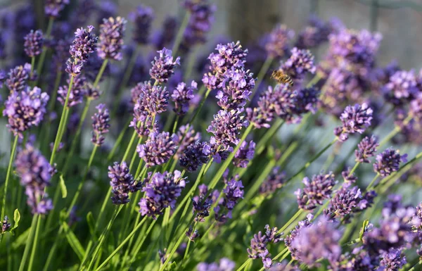 Jardines con la floreciente lavanda —  Fotos de Stock