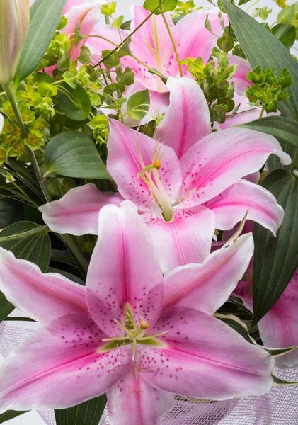 Close up de flor de lírio rosa — Fotografia de Stock