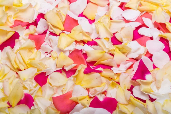 Pétalos de rosas rosadas y amarillas. Contexto — Foto de Stock