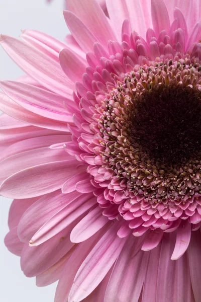 Close-up van roze gerbera bloem — Stockfoto