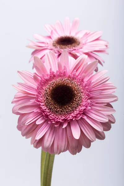 Close up of pink gerbera flower — Stock Photo, Image