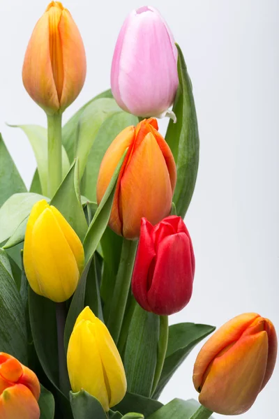 Bunter Strauß frischer Frühlingsblumen — Stockfoto