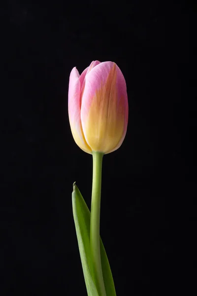 Весенний розовый тюльпан — стоковое фото