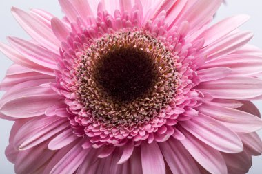 Pembe gerbera flowe yakın çekim
