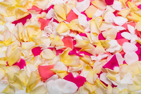 Pétalos de rosas rosadas y amarillas. Contexto — Foto de Stock