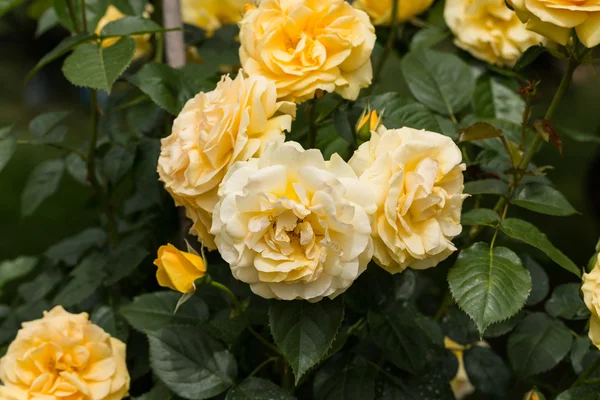 Gelbe Rose am Zweig im Garten — Stockfoto