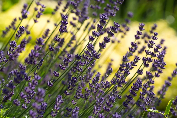 Jardim com a lavanda florescente e orégano — Fotografia de Stock