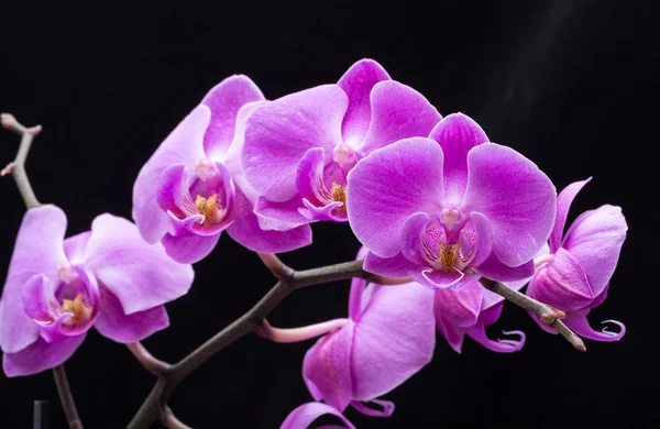 Pink streaked orchid flower, isolated on black background — Stock Photo, Image