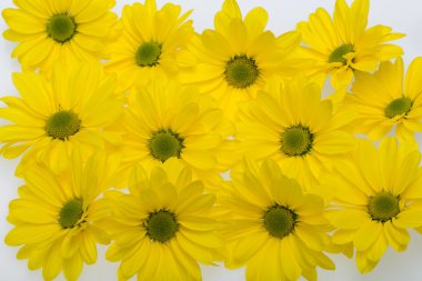 Sarı kasımpatı çiçekleri yakın çekim