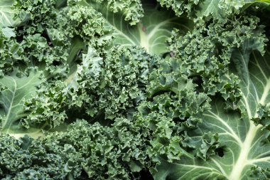 Sağlıklı taze kıvırcık lahana