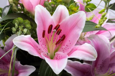 Pembe zambak çiçeğine yaklaş