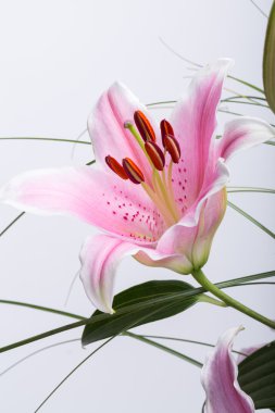 Pembe zambak çiçeğine yaklaş