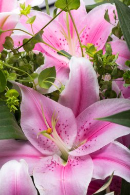 Pembe zambak çiçeğine yaklaş