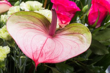 güzel buket taze kırmızı güller ve Antoryum