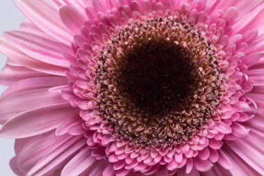 Pembe Gerbera çiçeğine yaklaş.