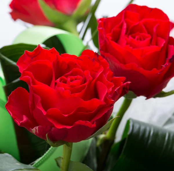Beyaz arka planda güzel kırmızı güller — Stok fotoğraf