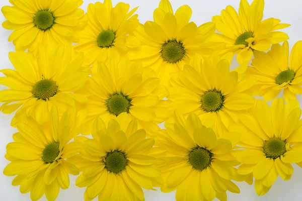 Primer plano de las flores de crisantemo amarillo — Foto de Stock