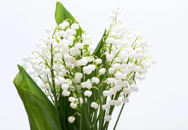 Lily beyaz izole vadi (Convallaria Majalis) — Stok fotoğraf