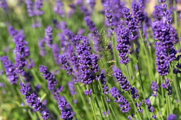 Garden with the flourishing lavender — Stock Photo, Image