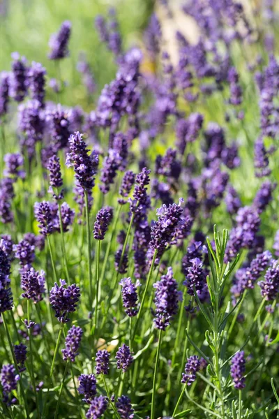 Jardim com a lavanda florescente — Fotografia de Stock