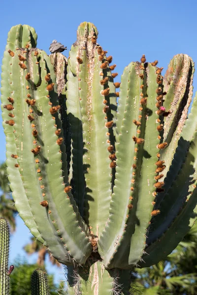 Szép zamatos kaktusz növények a kertben — Stock Fotó