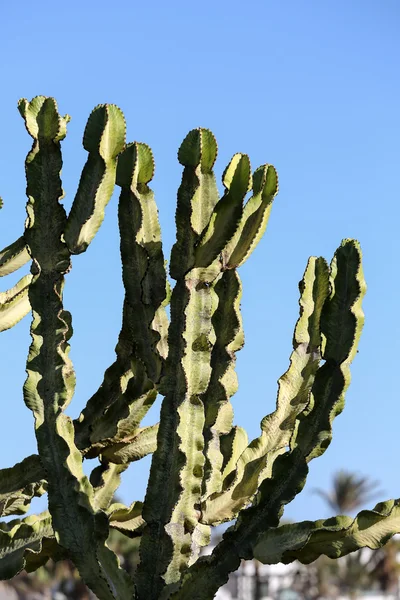 Bahçe içinde güzel etli kaktüs bitkileri — Stok fotoğraf
