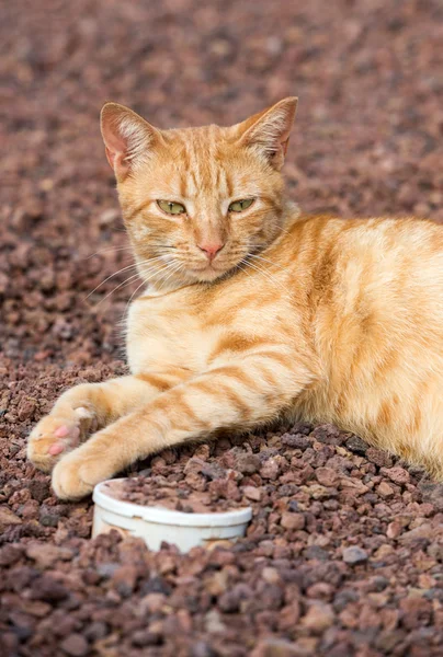 Un beau chat domestique dehors dans le jardin — Photo