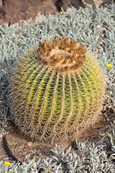 Echinocactus grusonii, populárně známý jako zlatý barrel cactus, Zlatý míč nebo zábavně, matka in-law polštář, — Stock fotografie