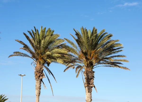 Une image de palmier dans le ciel bleu ensoleillé — Photo