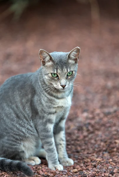 Un beau chat domestique dehors dans le jardin — Photo