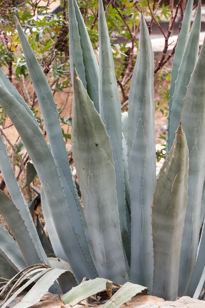 Hojas de planta de aloe vera verde medicinal —  Fotos de Stock