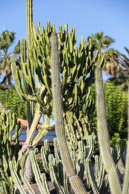 Bahçe dışında güzel yerli kedi