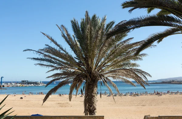 Ein Bild der Palme im blauen, sonnigen Himmel — Stockfoto