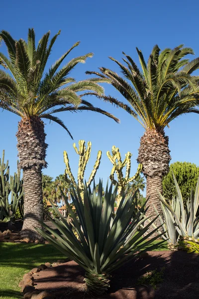 Une image de palmier dans le ciel bleu ensoleillé — Photo