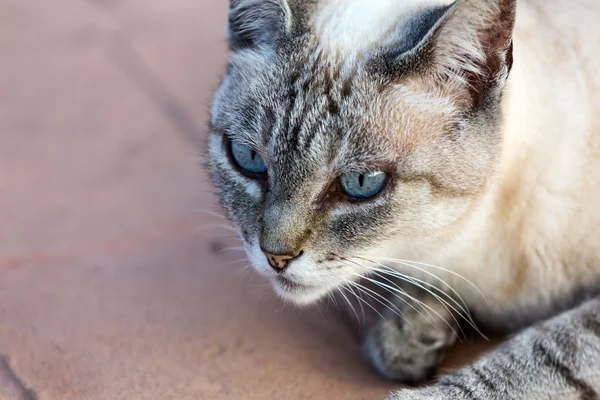 Un beau chat domestique dehors dans le jardin — Photo