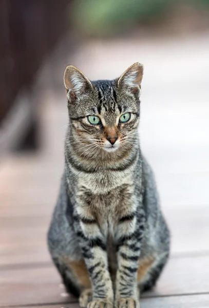 Un hermoso gato gris afuera en el jardín — Foto de Stock